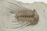 Spiny Trilobite (Kettneraspis) Fossil - Oklahoma #216688-3